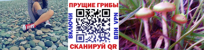 Псилоцибиновые грибы Psilocybe  Тайга 